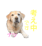 DLSの園児たち（個別スタンプ：9）