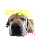 DLSの園児たち（個別スタンプ：13）