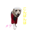 DLSの園児たち（個別スタンプ：14）