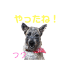 DLSの園児たち（個別スタンプ：15）