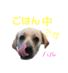 DLSの園児たち（個別スタンプ：18）
