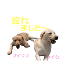 DLSの園児たち（個別スタンプ：20）