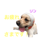 DLSの園児たち（個別スタンプ：24）