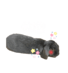 うちのうさぎスタンプ1（個別スタンプ：6）