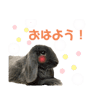 うちのうさぎスタンプ1（個別スタンプ：12）