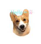 コーギー犬コハク♂①（個別スタンプ：1）