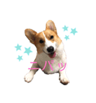 コーギー犬コハク♂①（個別スタンプ：2）