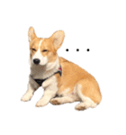 コーギー犬コハク♂①（個別スタンプ：3）