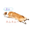 コーギー犬コハク♂①（個別スタンプ：4）