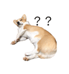コーギー犬コハク♂①（個別スタンプ：5）