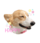 コーギー犬コハク♂①（個別スタンプ：6）