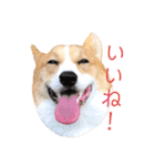 コーギー犬コハク♂①（個別スタンプ：7）