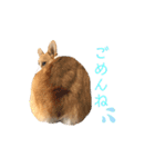 コーギー犬コハク♂①（個別スタンプ：8）