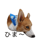 コーギー犬コハク♂①（個別スタンプ：9）