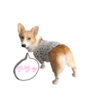 コーギー犬コハク♂①（個別スタンプ：10）