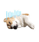 コーギー犬コハク♂①（個別スタンプ：11）