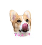 コーギー犬コハク♂①（個別スタンプ：13）