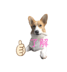 コーギー犬コハク♂①（個別スタンプ：14）