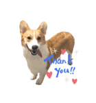 コーギー犬コハク♂①（個別スタンプ：15）