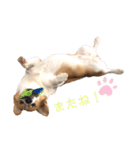 コーギー犬コハク♂①（個別スタンプ：16）