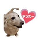 Mダックス★アン君のスタンプ4（個別スタンプ：26）