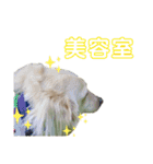 Mダックス★アン君のスタンプ4（個別スタンプ：30）