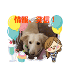 Mダックス★アン君のスタンプ4（個別スタンプ：31）