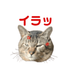 ゆーくん^._.^（個別スタンプ：1）