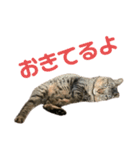 ゆーくん^._.^（個別スタンプ：10）