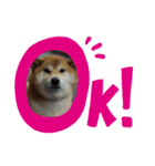 ころちゃーーーん（個別スタンプ：1）
