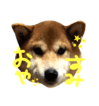 ころちゃーーーん（個別スタンプ：3）