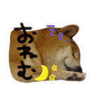 ころちゃーーーん（個別スタンプ：6）