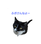 はちわれの猫あずき（個別スタンプ：1）