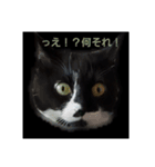 はちわれの猫あずき（個別スタンプ：2）