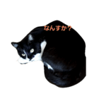 はちわれの猫あずき（個別スタンプ：3）