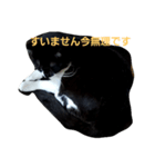 はちわれの猫あずき（個別スタンプ：4）