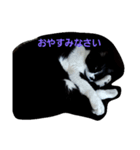 はちわれの猫あずき（個別スタンプ：5）