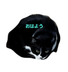 はちわれの猫あずき（個別スタンプ：6）