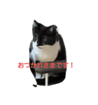 はちわれの猫あずき（個別スタンプ：7）