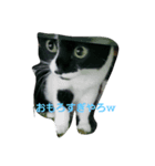 はちわれの猫あずき（個別スタンプ：8）