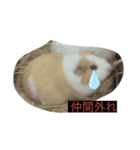 マロンの写真1（個別スタンプ：3）