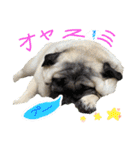 パグの諷太郎⭐︎第2段‼️（個別スタンプ：3）