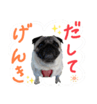 パグの諷太郎⭐︎第2段‼️（個別スタンプ：7）