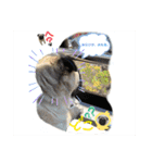 パグの諷太郎⭐︎第2段‼️（個別スタンプ：15）
