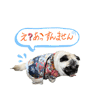 パグの諷太郎⭐︎第2段‼️（個別スタンプ：19）