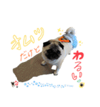 パグの諷太郎⭐︎第2段‼️（個別スタンプ：20）