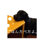 いとうけ。picaro（個別スタンプ：8）
