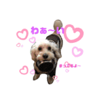love-wanko（個別スタンプ：1）