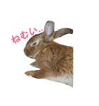だいずうさぎ（個別スタンプ：2）