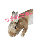 だいずうさぎ（個別スタンプ：3）